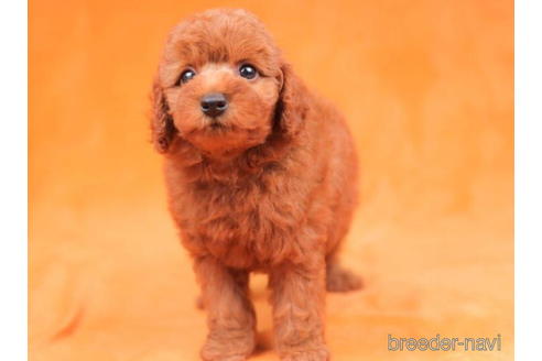 成約済の東京都のトイプードル-203752の3枚目